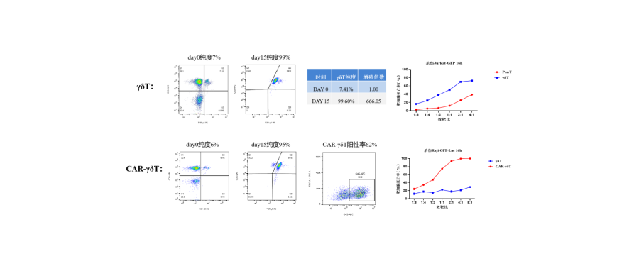 Research Empowerment | Breakthroughs in γδT and CAR-γδT Cell Preparation Processes at Shenzhen Cell Valley